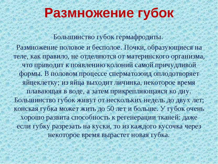 Размножение губок Большинство губок гермафродиты. Размножение половое и беспо...