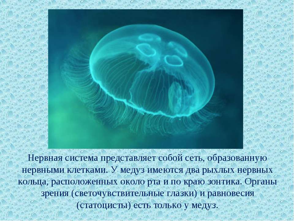 У медузы есть мозги. Кишечнополостные Сцифоидные медузы. Нервная система сцифоидных медуз.