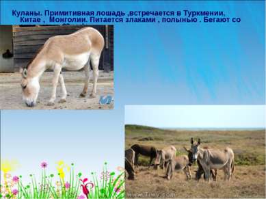 Куланы. Примитивная лошадь ,встречается в Туркмении, Китае , Монголии. Питает...