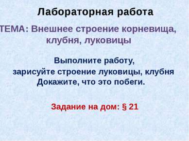 Лабораторная работа ТЕМА: Внешнее строение корневища, клубня, луковицы Выполн...