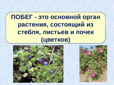 ПОБЕГ - это основной орган растения, состоящий из стебля, листьев и почек (цв...