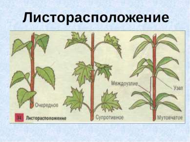 Листорасположение