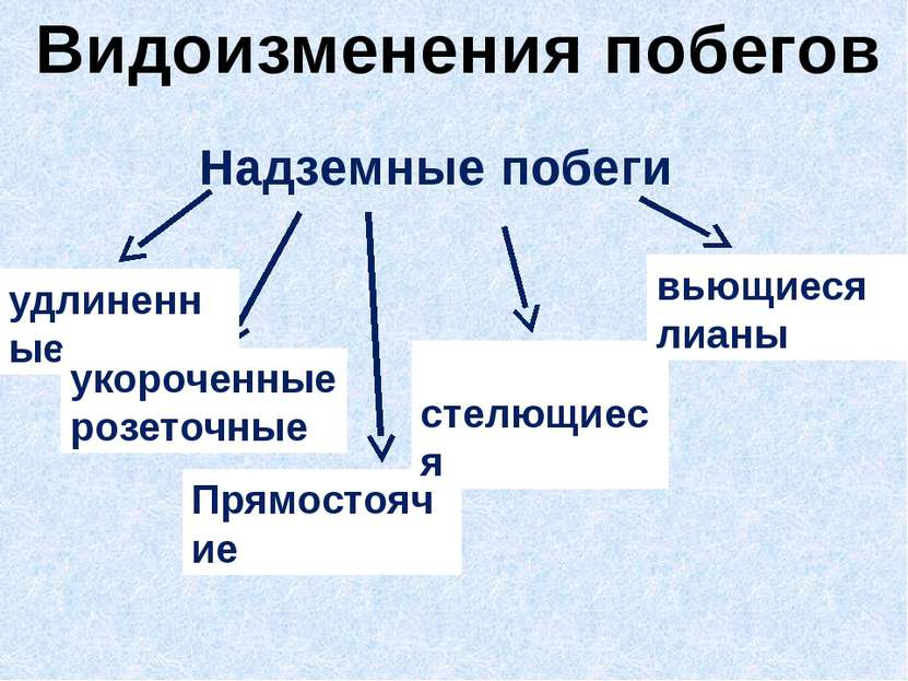 Видоизменения побегов Надземные побеги удлиненные укороченные розеточные Прям...