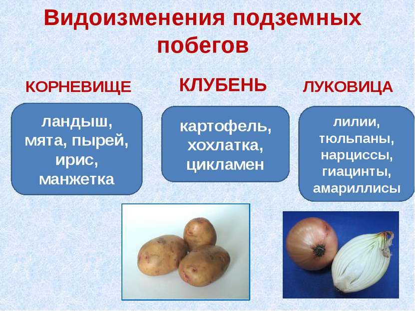 Видоизменения подземных побегов КОРНЕВИЩЕ ландыш, мята, пырей, ирис, манжетка...