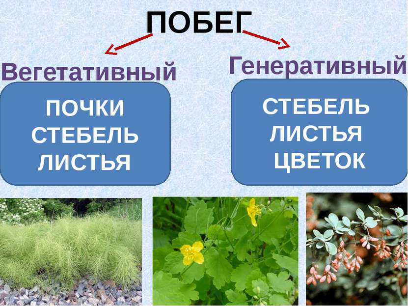 ПОБЕГ Вегетативный Генеративный ПОЧКИ СТЕБЕЛЬ ЛИСТЬЯ СТЕБЕЛЬ ЛИСТЬЯ ЦВЕТОК