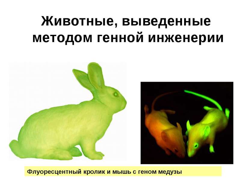 Животные, выведенные методом генной инженерии Флуоресцентный кролик и мышь с ...