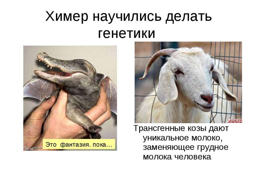 Химер научились делать генетики Трансгенные козы дают уникальное молоко, заме...