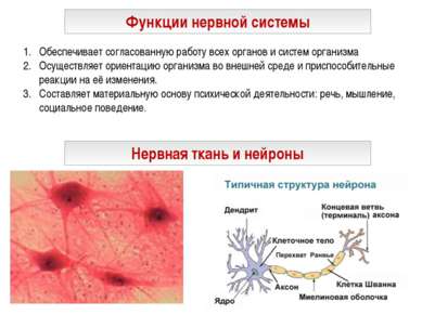 Функции нервной системы Нервная ткань и нейроны Обеспечивает согласованную ра...