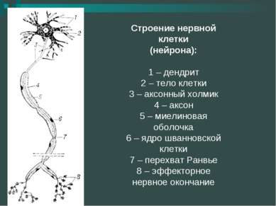 Строение нервной клетки (нейрона): 1 – дендрит 2 – тело клетки 3 – аксонный х...