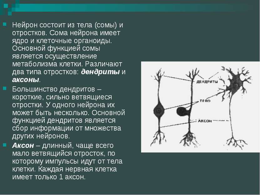 Нейрон состоит из тела (сомы) и отростков. Сома нейрона имеет ядро и клеточны...