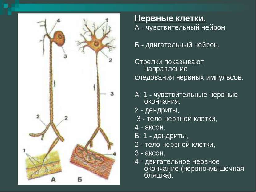 Нервные клетки. А - чувствительный нейрон. Б - двигательный нейрон. Стрелки п...