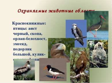 Охраняемые животные области Краснокнижные: птицы: аист черный, скопа, орлан-б...