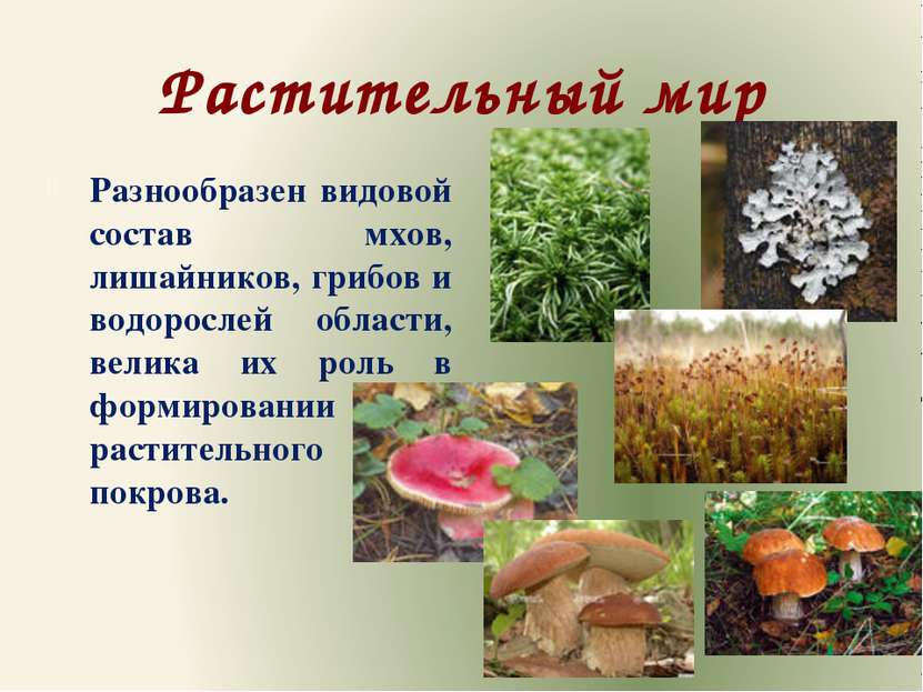 Растительный мир Разнообразен видовой состав мхов, лишайников, грибов и водор...
