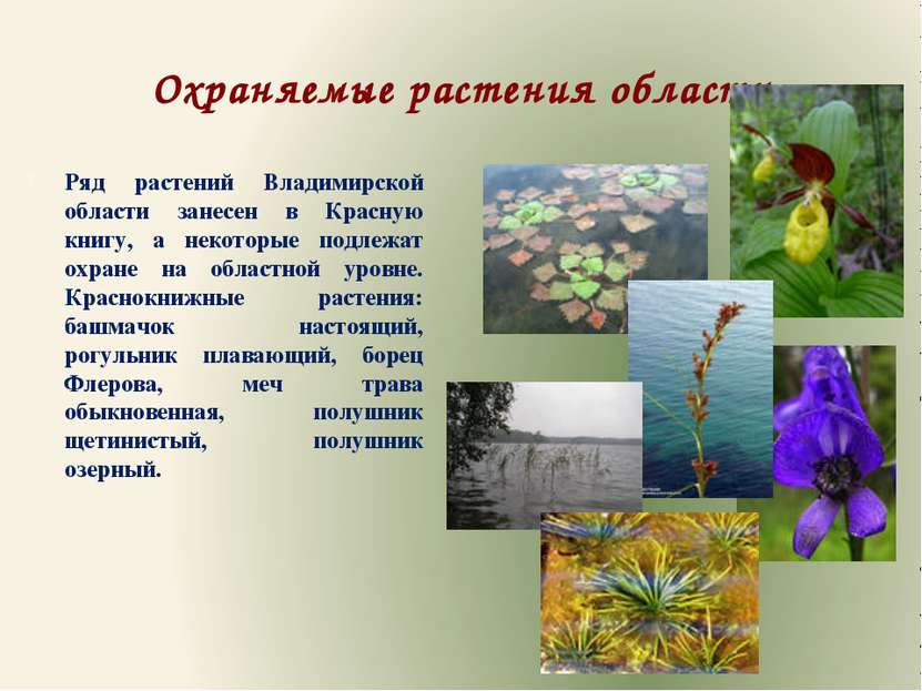 Охраняемые растения области Ряд растений Владимирской области занесен в Красн...