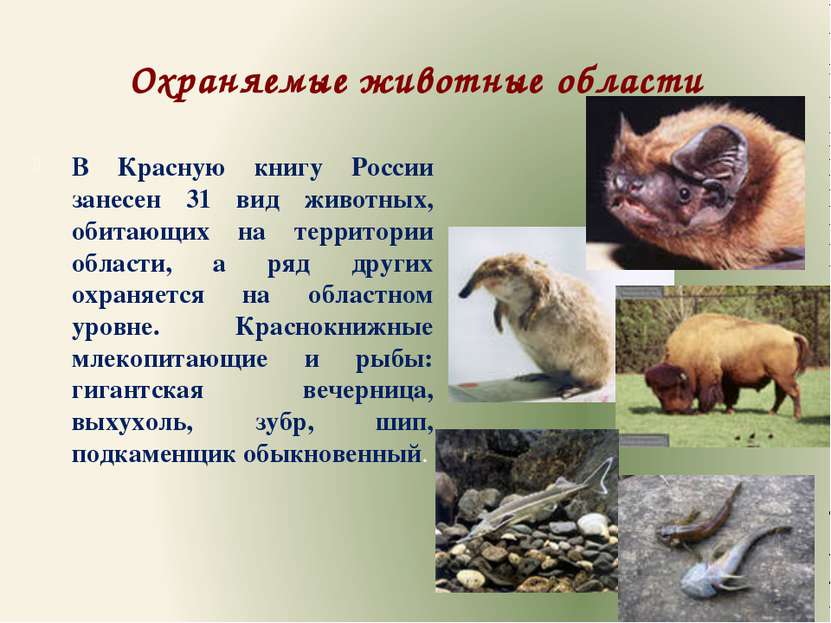 Охраняемые животные области В Красную книгу России занесен 31 вид животных, о...