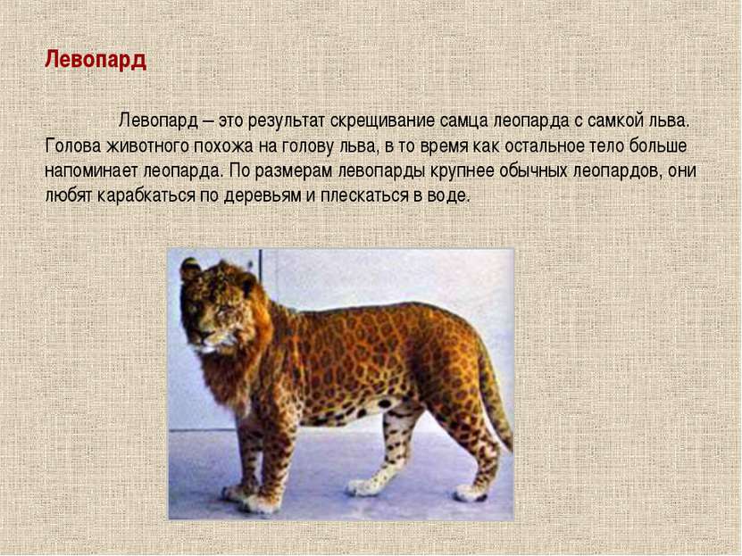 Левопард Левопард – это результат скрещивание самца леопарда с самкой льва. Г...