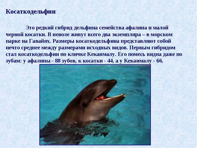 Косаткодельфин Это редкий гибрид дельфина семейства афалина и малой черной ко...