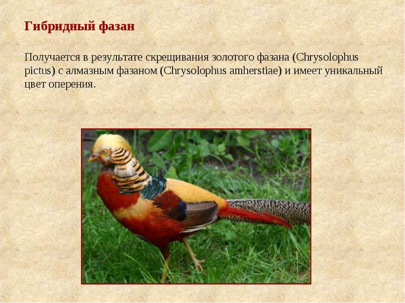 Гибридный фазан Получается в результате скрещивания золотого фазана (Chrysolo...