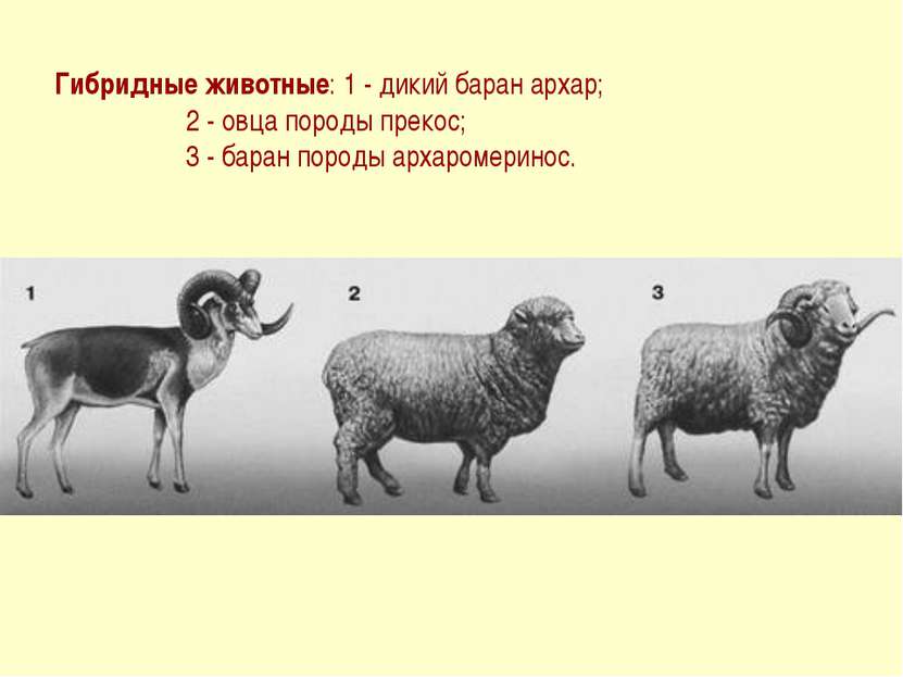 Гибридные животные: 1 - дикий баран архар; 2 - овца породы прекос; 3 - баран ...