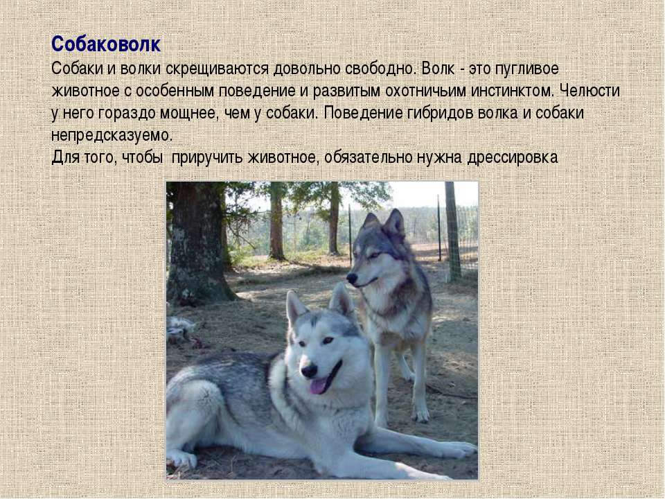 Как отличить волка. Селекции животного собаки. Волк и собака сравнение. Отличие волка от собаки. Селекция собак презентация.