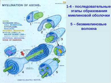 1-4 - последовательные этапы образования миелиновой оболочки 5 – безмиелиновы...
