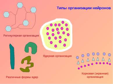 Типы организации нейронов