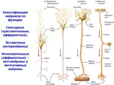 Классификация нейронов по функции: Сенсорные (чувствительные, афферентные); В...