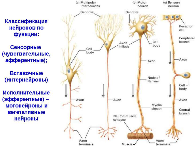 Классификация нейронов по функции: Сенсорные (чувствительные, афферентные); В...