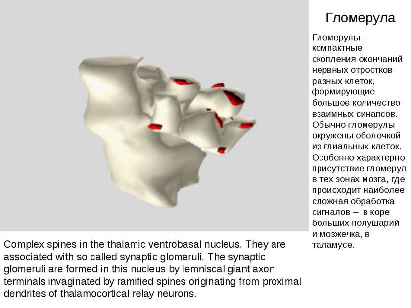Гломерула Complex spines in the thalamic ventrobasal nucleus. They are associ...