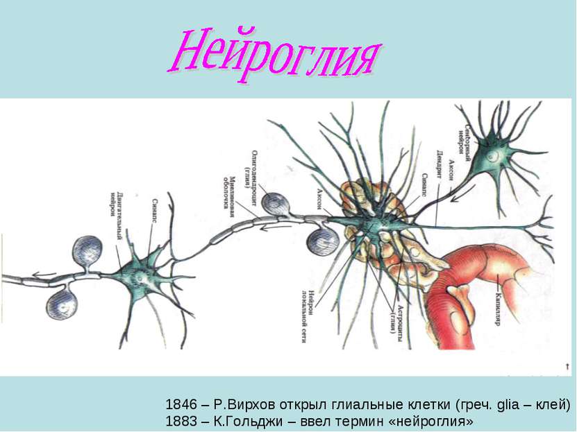1846 – Р.Вирхов открыл глиальные клетки (греч. glia – клей) 1883 – К.Гольджи ...