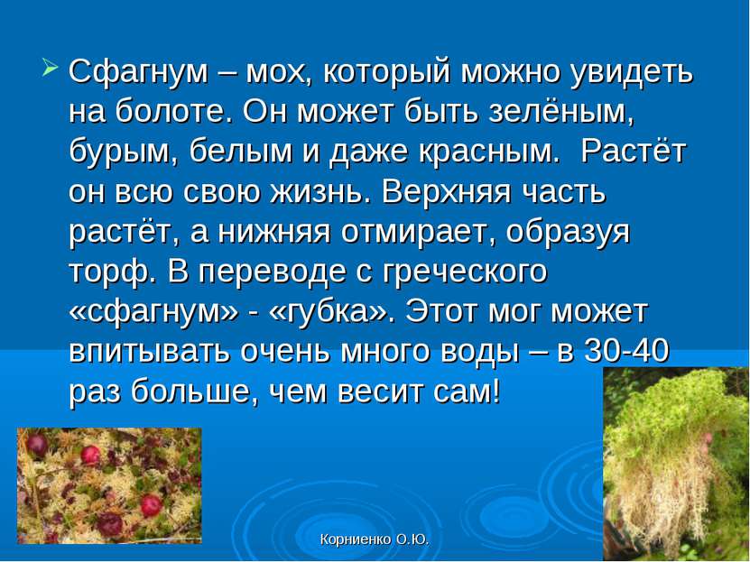 Корниенко О.Ю. Сфагнум – мох, который можно увидеть на болоте. Он может быть ...