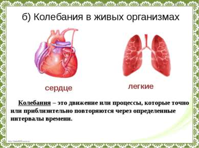 б) Колебания в живых организмах сердце легкие Колебания – это движение или пр...