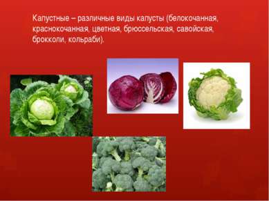 Капустные – различные виды капусты (белокочанная, краснокочанная, цветная, бр...