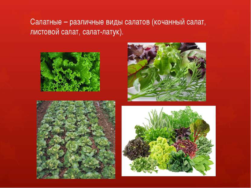Салатные – различные виды салатов (кочанный салат, листовой салат, салат-латук).