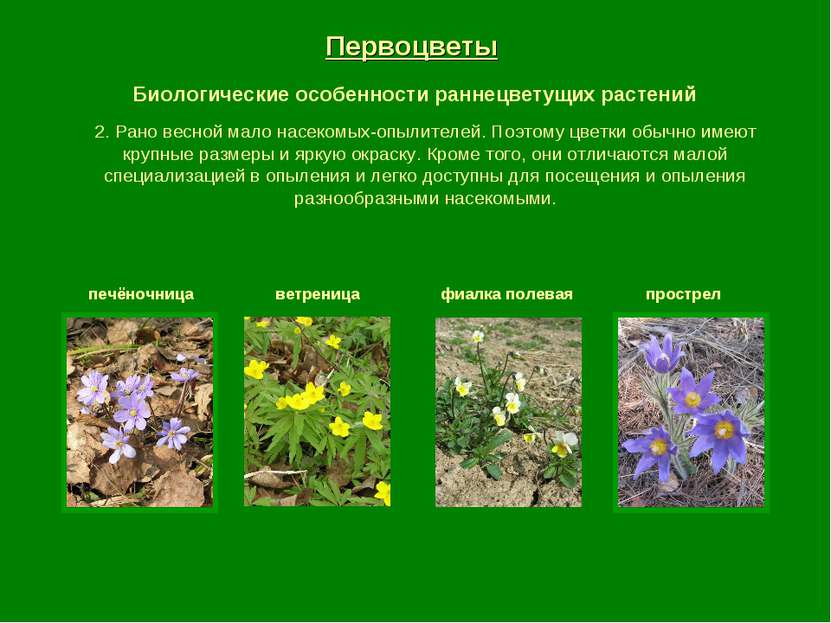 Первоцветы Биологические особенности раннецветущих растений печёночница ветре...