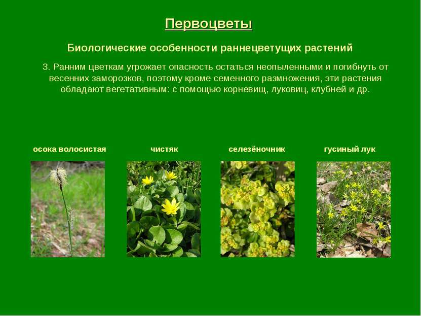 Первоцветы Биологические особенности раннецветущих растений осока волосистая ...