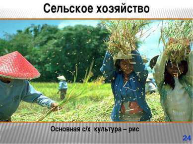 Сельское хозяйство Основная с/х культура – рис