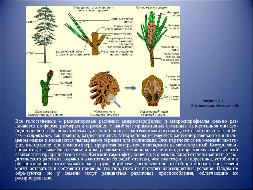 Все голосеменные – разноспоровые растения; микроспорофиллы и макроспорофиллы ...