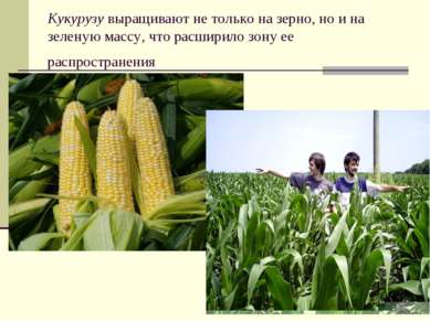 Кукурузу выращивают не только на зерно, но и на зеленую массу, что расширило ...
