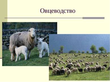 Овцеводство