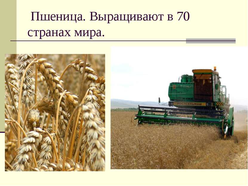 Пшеница. Выращивают в 70 странах мира.