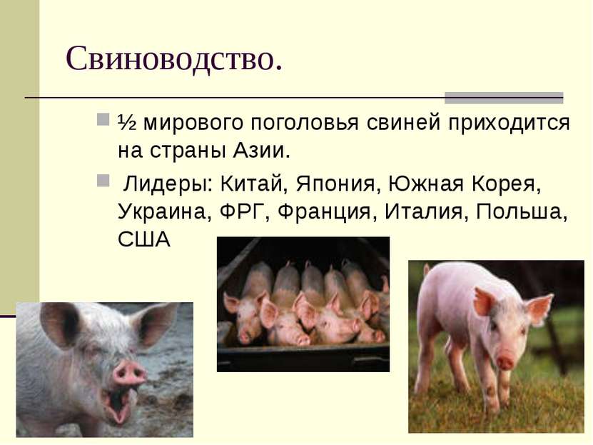 Свиноводство. ½ мирового поголовья свиней приходится на страны Азии. Лидеры: ...