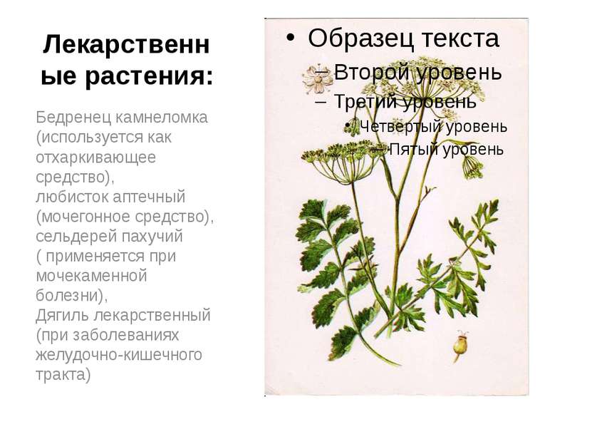 Лекарственные растения: Бедренец камнеломка (используется как отхаркивающее с...