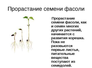 Прорастание семени фасоли Прорастание семени фасоли, как и семян многих други...