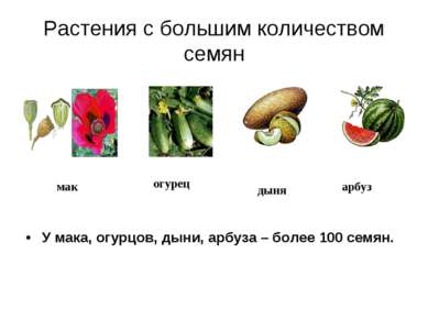 Растения с большим количеством семян У мака, огурцов, дыни, арбуза – более 10...