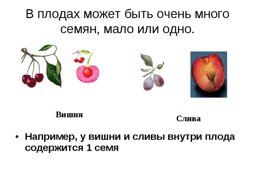 В плодах может быть очень много семян, мало или одно. Например, у вишни и сли...