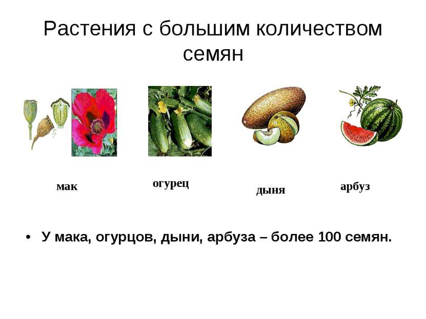 Растения с большим количеством семян У мака, огурцов, дыни, арбуза – более 10...