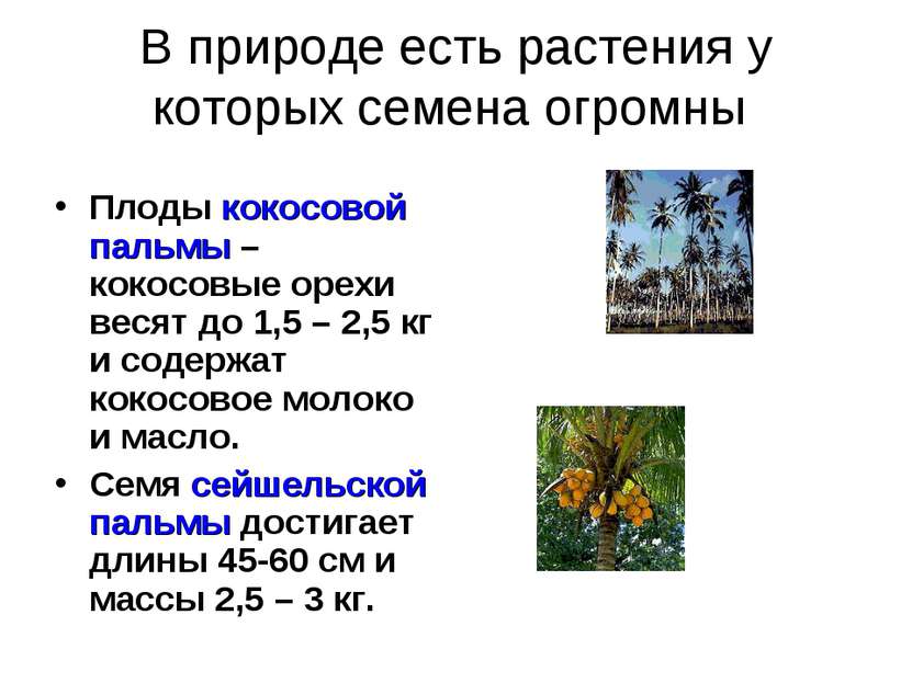В природе есть растения у которых семена огромны Плоды кокосовой пальмы – кок...
