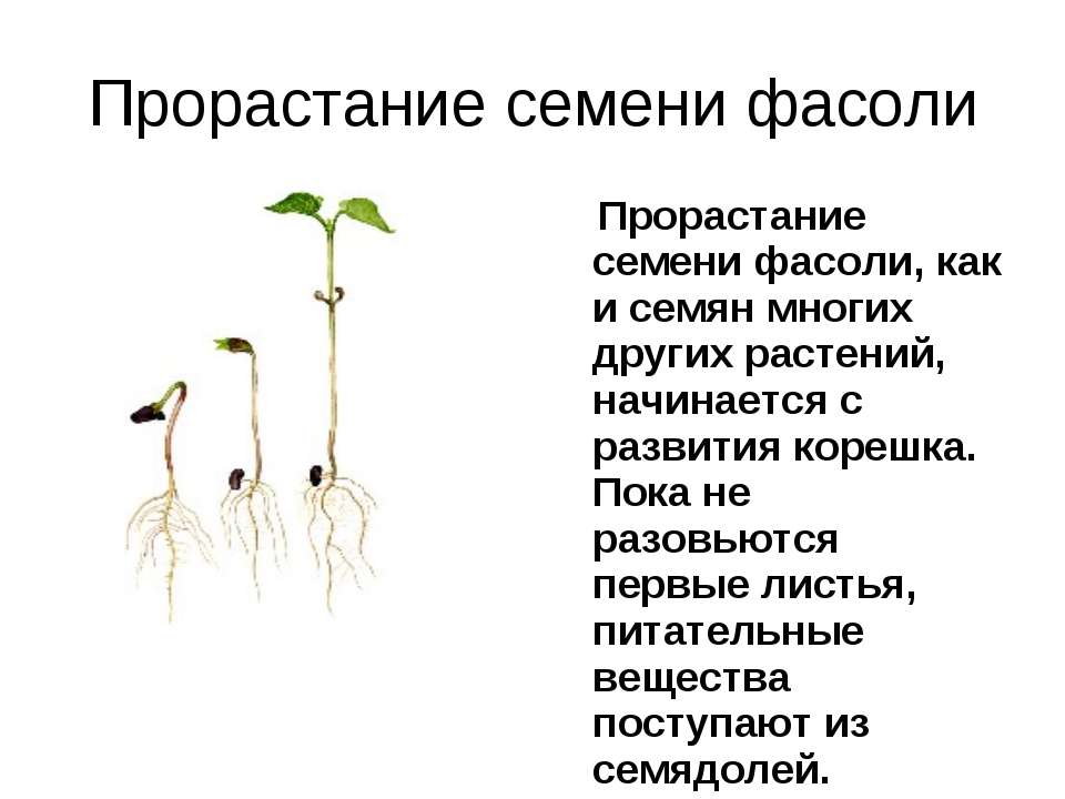 Какую функцию выполняют семядоли у растений