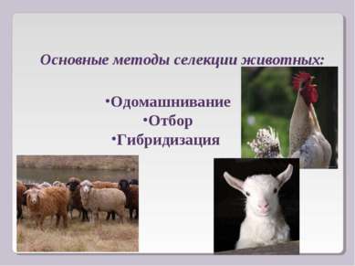 Одомашнивание Отбор Гибридизация Основные методы селекции животных: